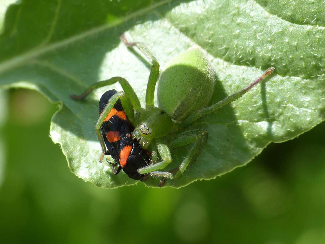 Micrommata ligurina con preda (Cercopis sp.) - Tolfa (RM)